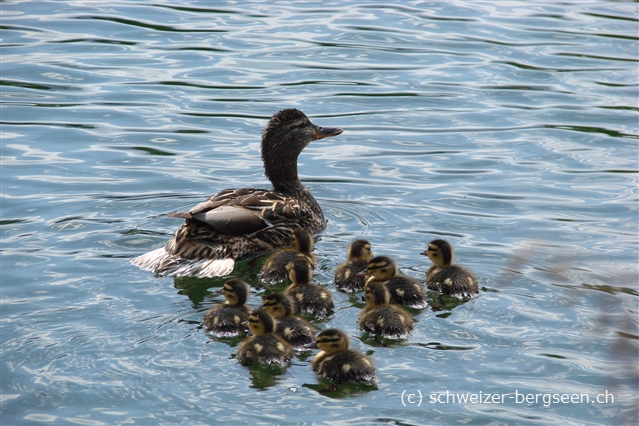 bilder/03/junge-enten.jpg